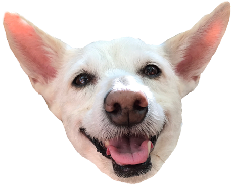 A dog&rsquo;s head &mdash; not just any dog, Peaches the Dog